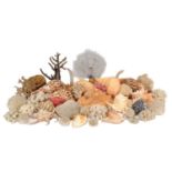 Conchology: A Collection of World Sea Shells & Coral, a collection of various large Conch shells,