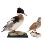 Taxidermy: Barbary Partridge & Red-breasted Merganser, modern, a full mount adult Barbary