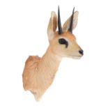 Taxidermy: South African Steenbok (Raphicerus campestris campestris), modern, South Africa, adult