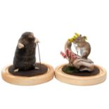 Taxidermy: A Garden Mole & Mouse, modern, by Adrian Johnstone, Taxidermy, Gainford, Co Durham, a