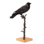 Taxidermy: A European Jackdaw (Coloeus monedula), circa early-mid 20th century, by Dr James