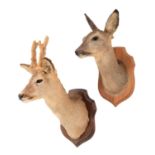 Taxidermy: A Pair of French Roe Deer Mounts (Capreolus capreolus), dated 1993 - 1994, an adult