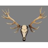 Antlers/Horns: European Red Deer (Cervus elaphus), a large set of cast adult stag park deer antlers,
