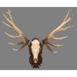 Antlers/Horns: European Red Deer (Cervus elaphus), a large set of cast adult stag park deer antlers,