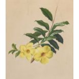 Paul Osborne Jones (1921-1998) Australian"Allamanda (working drawing)"Signed, pencil and gouache,