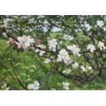 Bruce Mulcahy (Contemporary)Tree in blossom Signed, oil on board, together with three further tree