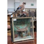 Taxidermy: A Late Victorian Cased Common Cuckoo & European Jay on Binoculars, a cased female full
