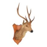 Taxidermy: Rusa Deer (Rusa timorensis), circa mid-late 20th century, an adult stag neck mount