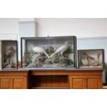 Taxidermy: A Late Victorian Cased Pair of White Ring-Necked Pheasants, a pair of full mount adult