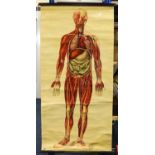 St Johns Ambulance Medical Anatomy Charts