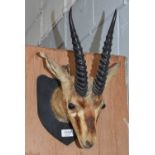 Taxidermy: An Indian Chinkara (Gazella bennettii), circa 1900-1920, a young adult male neck mount