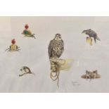 Jocasta MCCS (20th Century)Bird of prey studiesSigned and dated 1973, pencil and watercolour,