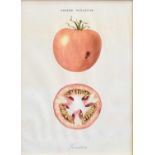 A Group of Four Prints From the Omnium Botanica, depicting tomato, onion, artichoke and pepper (4)