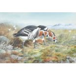 C David Johnson (b.1946)Grazing Geese Signed, gouache, 33cm by 49cm