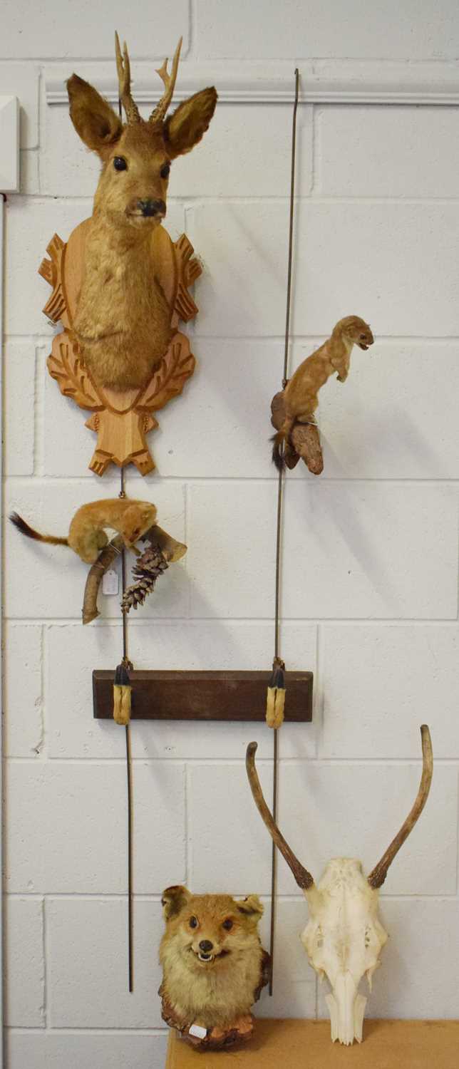 Taxidermy: A Group of European Game Trophies, circa late 20th century, a Roebuck neck mount