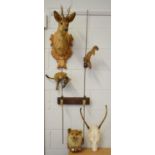 Taxidermy: A Group of European Game Trophies, circa late 20th century, a Roebuck neck mount