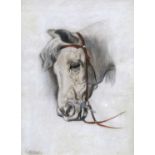 British School (19th/20th Century) Study of a horses head in bridal Indistictly signed chalk, 49.5cm