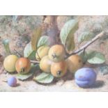 C* H* Slater Still life of stone fruits Signed, watercolour, 16.5cm by 25cm