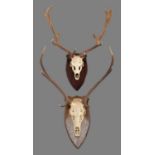 Antlers/Horns: A Set of Fallow Deer & Red Deer Antlers, circa early 21st century, a good set of