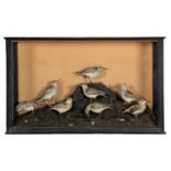 Taxidermy: A Cased Victorian Diorama of Dunlins (Calidris alpina), circa 1900, a group of eight