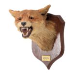 Taxidermy: Red Fox Mask (Vulpes vulpes), dated 1921, by Peter Spicer & Sons, Taxidermists,