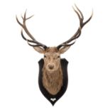 Taxidermy: Scottish Red Deer (Cervus elaphus scoticus), dated 1973, Scotland, by Rowland Ward Ltd,