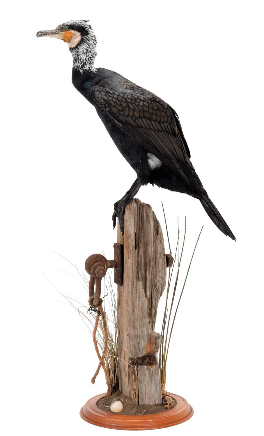 Taxidermy: A Great Cormorant (Phalacrocorax carbo), dated 2022, by Bob Ellis, Taxidermy,