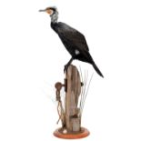 Taxidermy: A Great Cormorant (Phalacrocorax carbo), dated 2022, by Bob Ellis, Taxidermy,