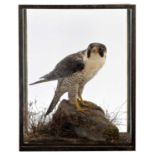 Taxidermy: A Table Cased Peregrine Falcon (Falco peregrinus), circa 1922-1930, by Rowland Ward