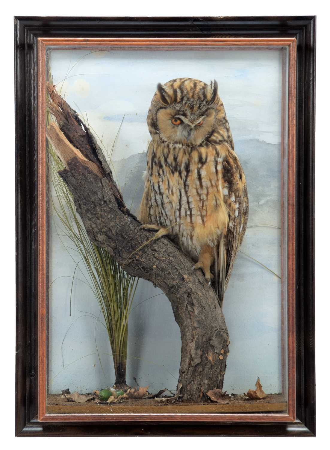 Taxidermy: A Wall Cased Long-Eared Owl (Asio otus), dated 1984, by M. J. Watson, Taxidermist,