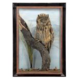 Taxidermy: A Wall Cased Long-Eared Owl (Asio otus), dated 1984, by M. J. Watson, Taxidermist,