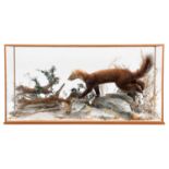Taxidermy: A Cased Canadian Pine Marten in Pursuit of a Pair of Canadian Red Squirrels, circa