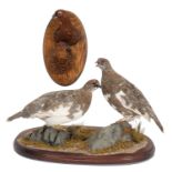 Taxidermy: A Pair of Ptarmigan & Grouse Head Mounts, circa early 21st century, by A.J. Armitstead,