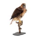 Taxidermy: A Red-tailed Hawk (Buteo jamaicensis), circa 21st century, a large high quality full