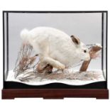 Taxidermy: A Cased Scottish Mountain Hare (Lepus timidus), dated 2020, by Steve Heyes, Taxidermy,