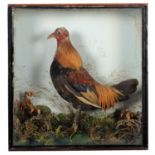 Taxidermy: A Victorian Cased Bantam Cockerel (Gallus gallus domesticus), circa 1880-1900, in the