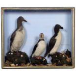 Taxidermy: A Cased Late Victorian Diorama of Seabirds, circa 1870-1900, attributed to Henry Shaw,