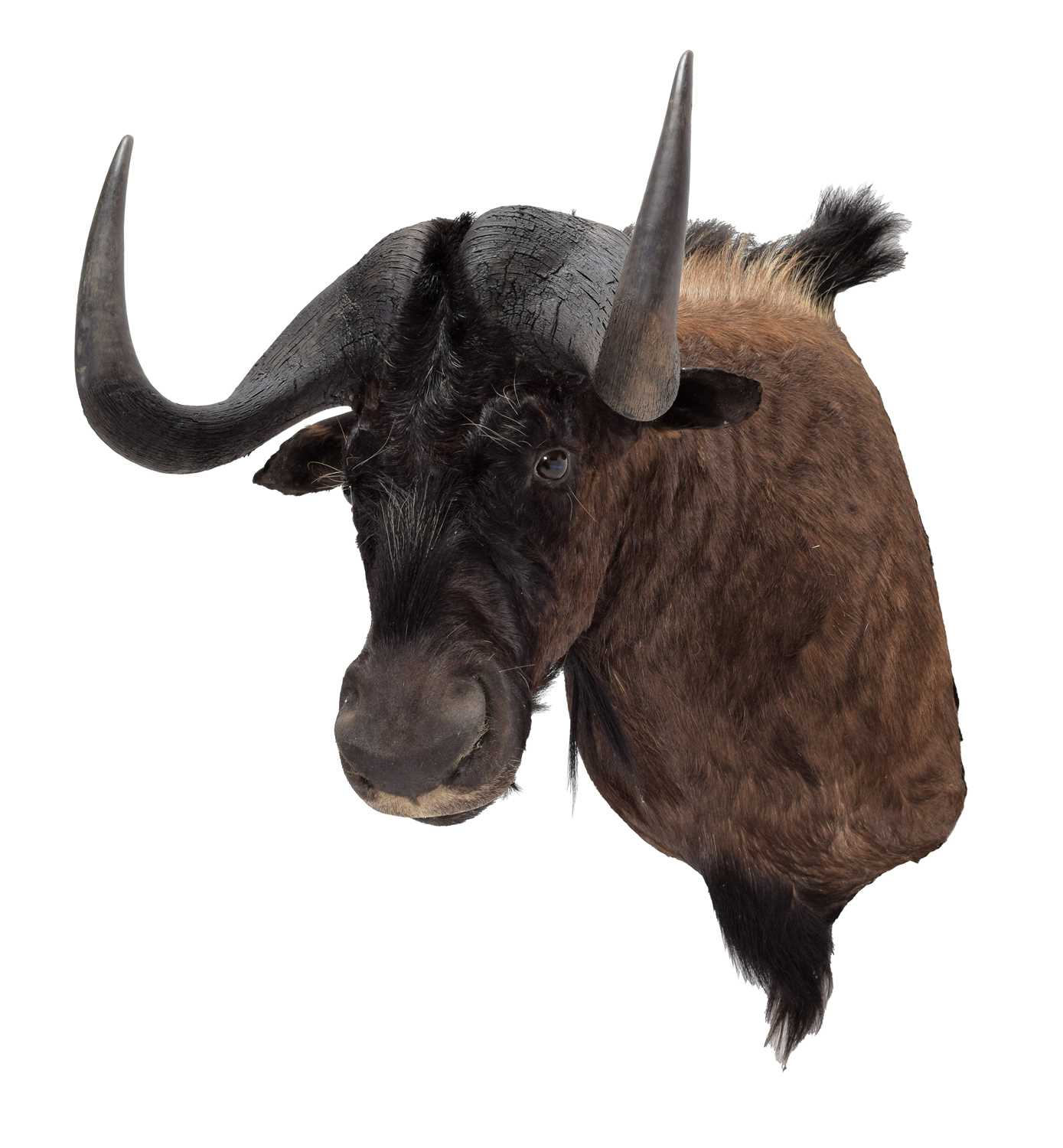 Taxidermy: Black Wildebeest (Connochaetes gnou), modern, South Africa, a high quality large adult - Image 2 of 3