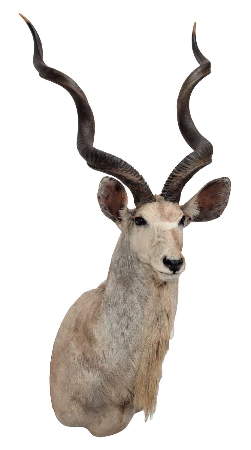 Taxidermy: Cape Greater Kudu (Strepsiceros strepsiceros), circa late 20th century, South Africa, - Image 2 of 3