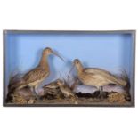 Taxidermy: A Cased Pair of Curlews & Dunlins, circa mid-late 20th century, a pair of full mount