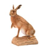 Taxidermy: A European Hare (Lepus europaeus), modern, by Howard Bennett, Taxidermy, Hainford,