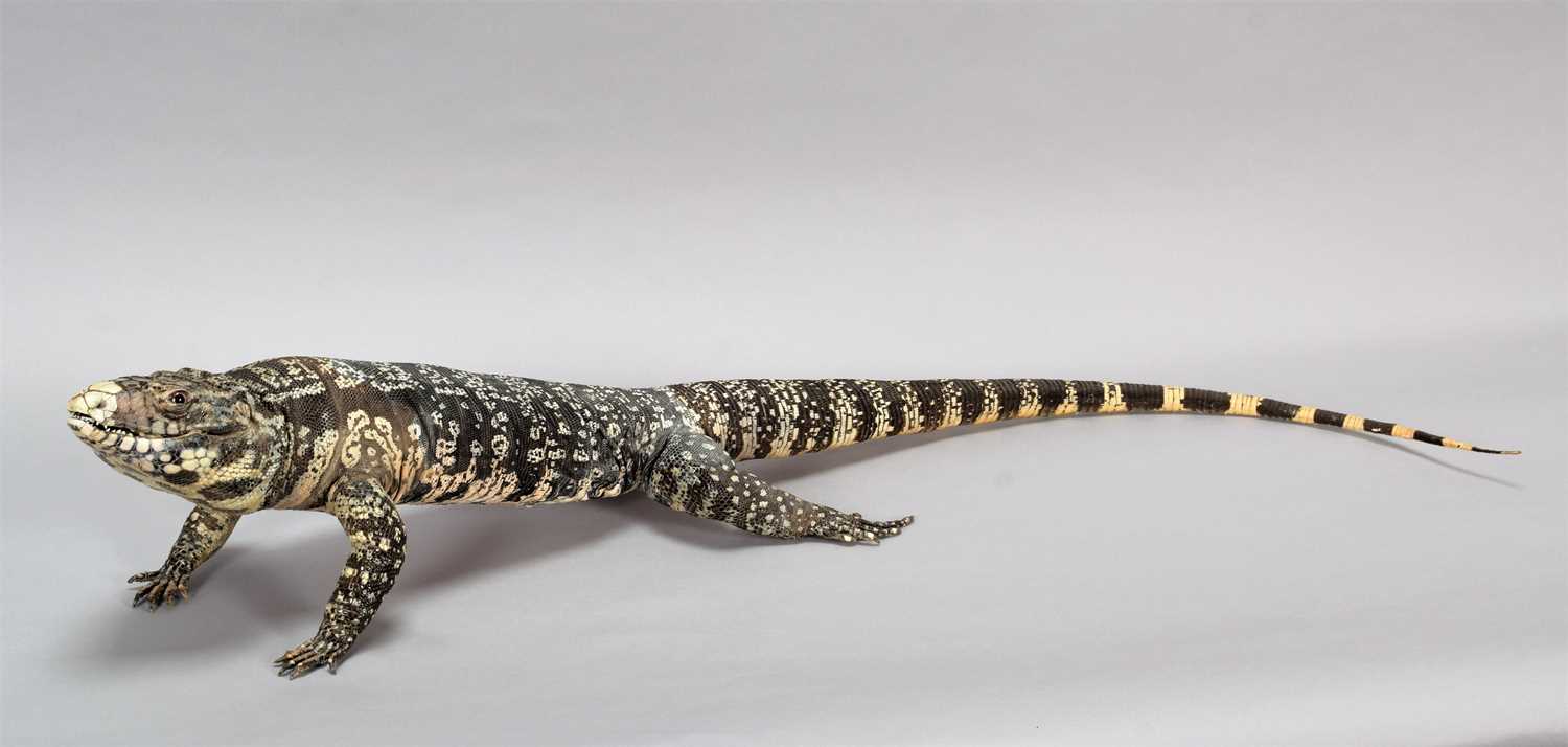 Taxidermy: Argentine Black & White Tegu Lizard (Salvator merianae), modern, by Robert Reed,