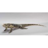 Taxidermy: Argentine Black & White Tegu Lizard (Salvator merianae), modern, by Robert Reed,