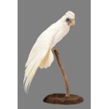 Taxidermy: A Little Corella Cockatoo (Cacatua sanguinea), circa late 20th century, a high quality