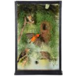 Taxidermy: A Cased Diorama of Orange Bishop Weaver Finches (Ploceus aurantius), dated 2008, by