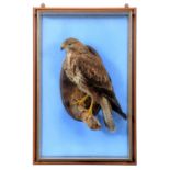Taxidermy: A Wall Cased Common Buzzard (Buteo buteo), dated 1993, cased by David Astley,