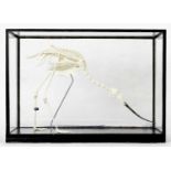 Skeletons/Anatomy: A Cased Avocet Skeleton (Recurvirostra avosetta), modern, a complete natural