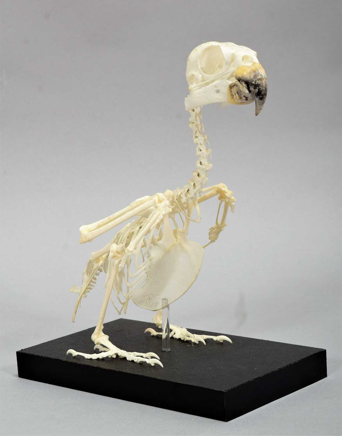 Skeletons/Anatomy: An Orange-Winged Amazon Parrot Skeleton (Amazona amazonica), modern, a complete - Image 2 of 2