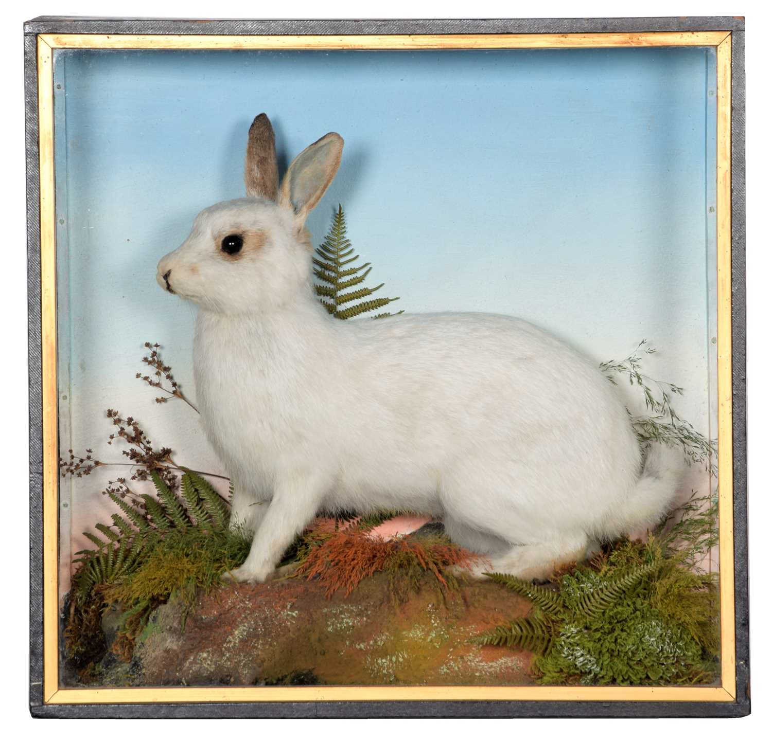 Taxidermy: A Cased Domestic White Rabbit (Oryctolagus cuniculus), circa early 20th century, by
