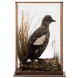 Taxidermy: A Cased Black Guillemot (Cepphus grylle), by Henry Murray & Son, Naturalist's &